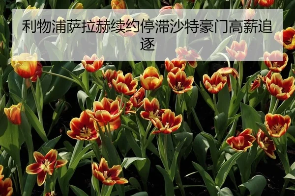 利物浦萨拉赫续约停滞沙特豪门高薪追逐